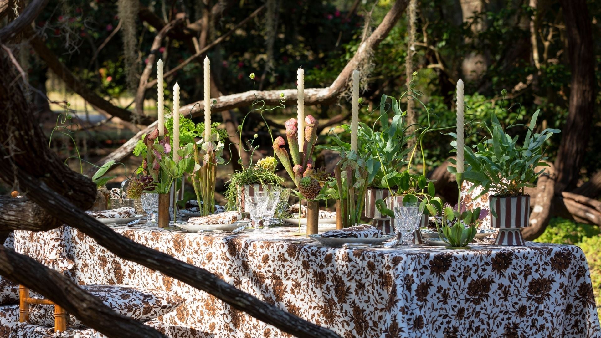 CARNIVOROUS PLANTS