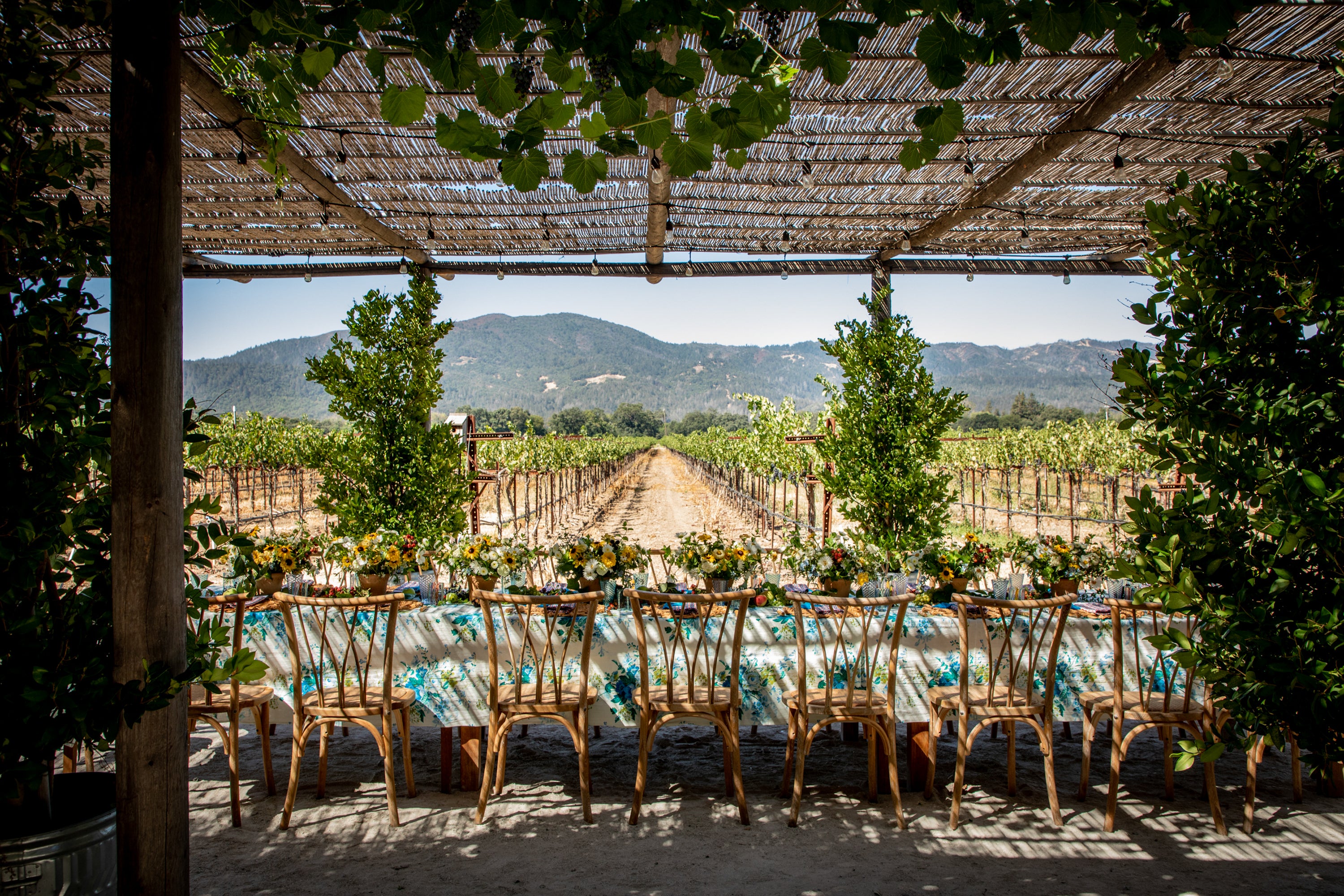 Elegant vineyard dining experience featuring a long table with rattan chairs and lush floral centerpieces, sheltered under a rustic pergola with dappled sunlight, overlooking perfectly aligned vineyard rows stretching toward majestic mountains – sophisticated al fresco entertaining.