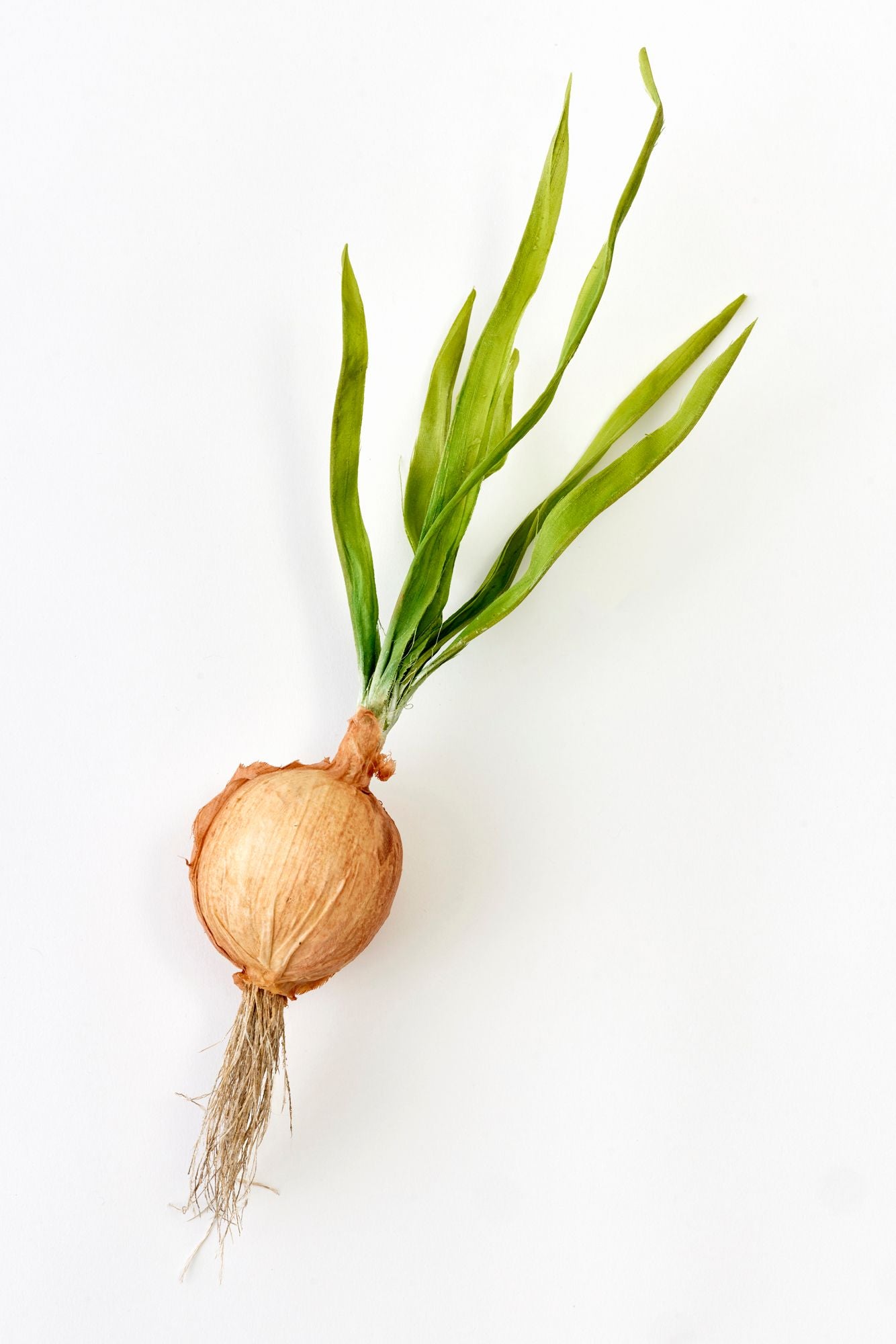 Artificial silk onion with green shoots on a white background