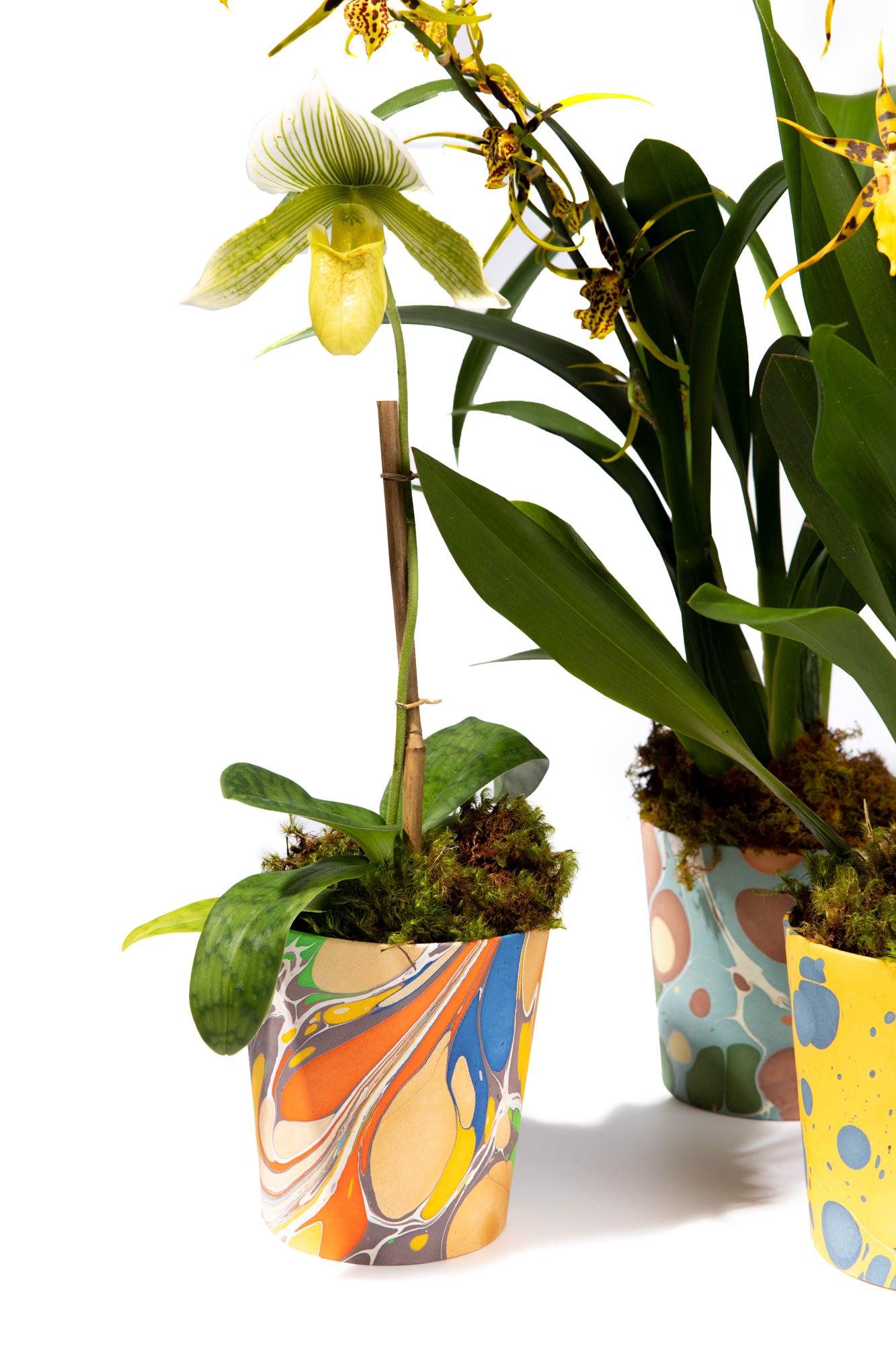 Artisan paper-covered cachepots with a plastic liner. Made to fit pots of standard seasonal bulbs or orchids.