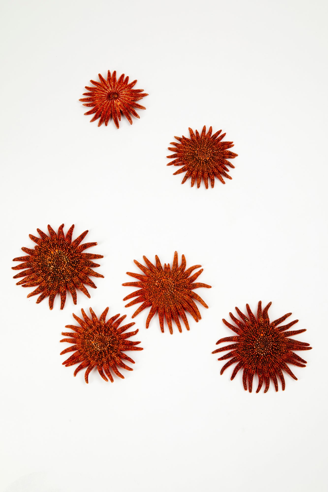 Vintage set of 6 sea crustacean.