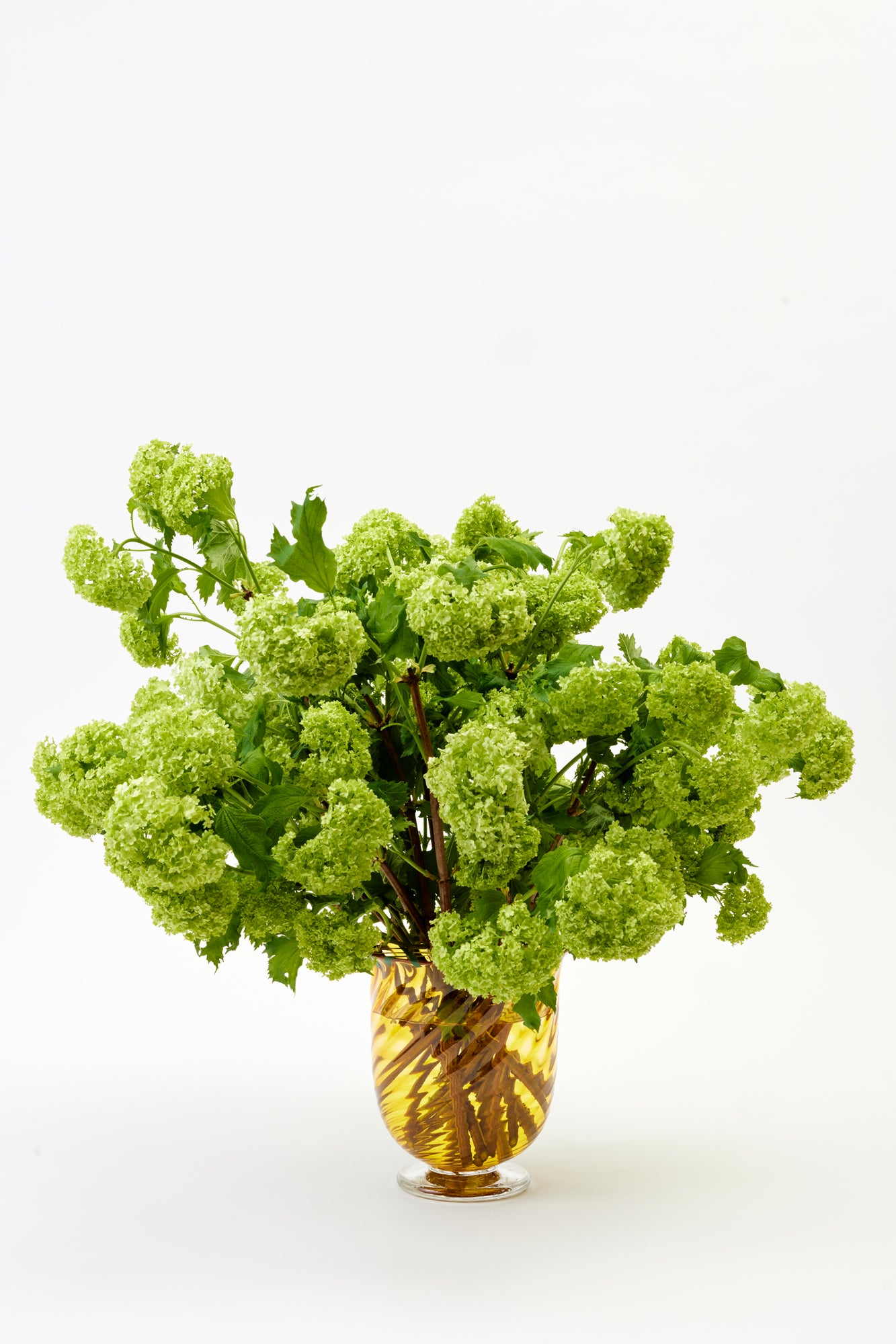 Hand blown twisted glass vase in a golden yellow color, filled with fresh green flowers.